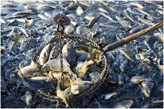 Extruded feed vs Pellet feed, Process determines dominance(图3) Extruded feed vs Pellet feed, Process determines dominance(图3)