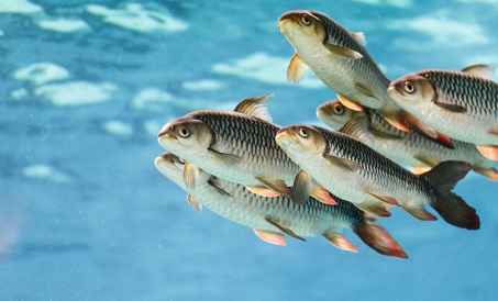 Yêu cầu của thức ăn thủy sản đối với độ mịn nghiền nguyên liệu