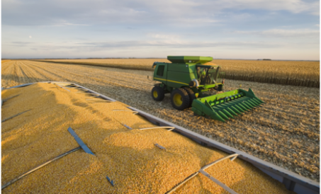 Ngô tăng 40% khó tái sản xuất, ngô nhập khẩu tăng vọt gấp năm lần!