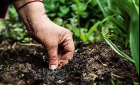 Bắt đầu dây chuyền sản xuất phân hữu cơ phân gà, bạn cần biết những điều này