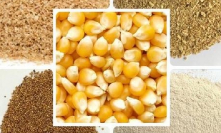 Ảnh hưởng của độ hạt nghiền thức ăn đến chất lượng thức ăn chăn nuôi