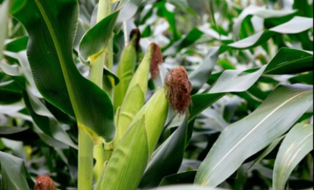 Thay đổi chính sách và xu hướng thị trường chế biến sâu ngô