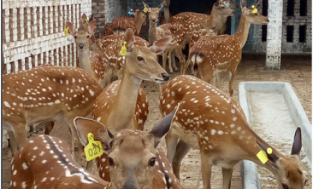 Sau dịch, chính sách mới của ngành chăn nuôi là điều đáng hiểu