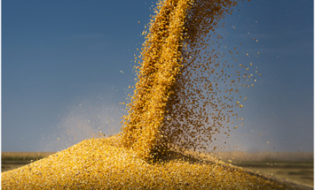 Giá ngô lại phá kỷ lục! Cần chú ý đến việc thay thế nhà máy sản xuất thức ăn chăn nuôi