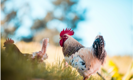 What about the breeding industry in high risk areas?